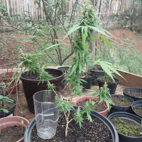 Gorila growlog timeline photo