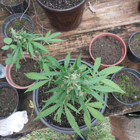 Gorila growlog timeline photo