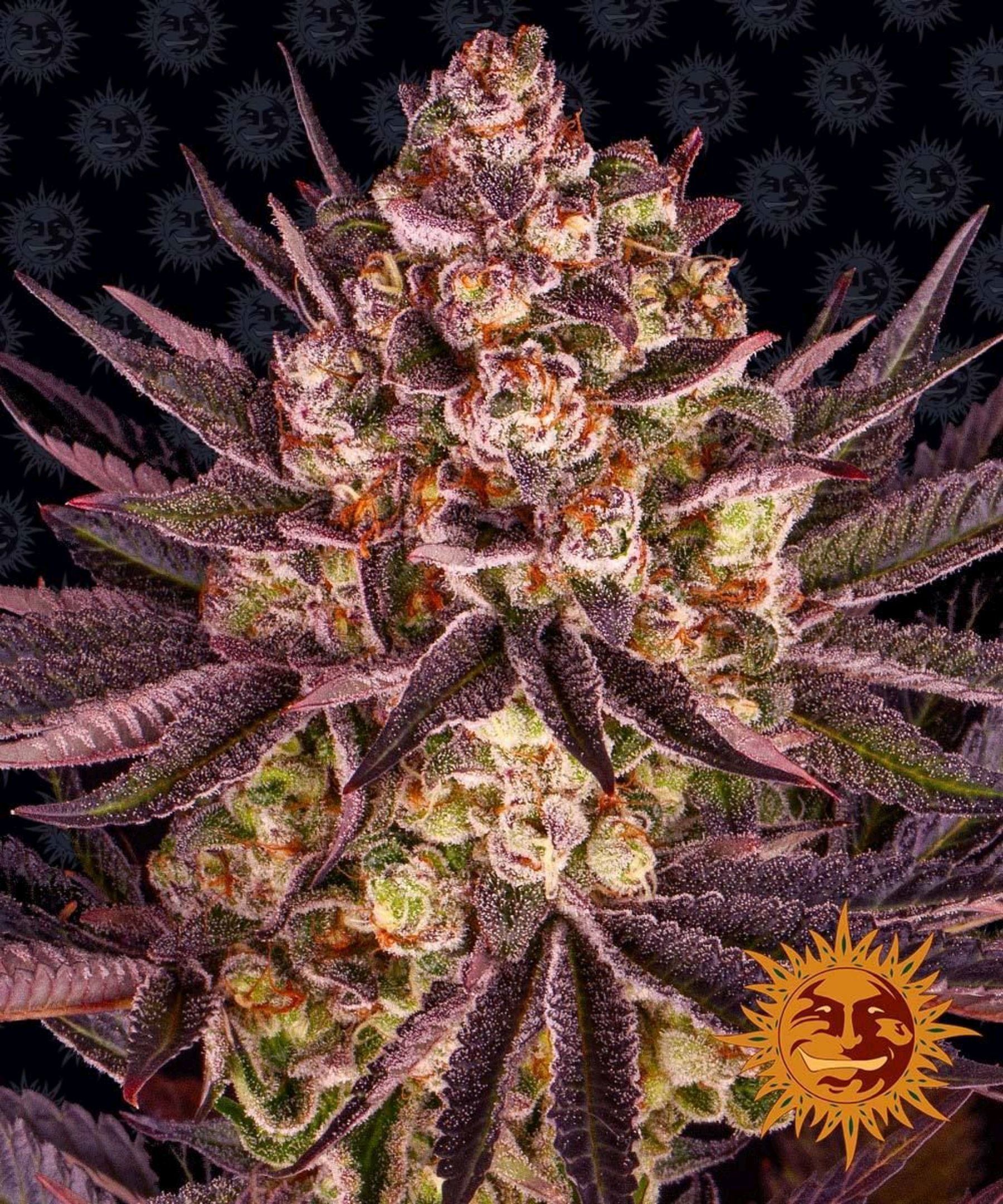 Biscotti Mintz growlog header
