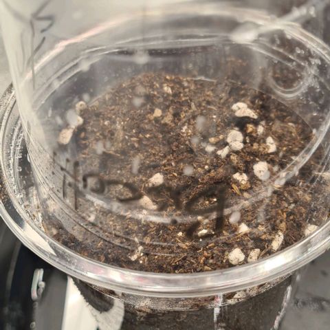 Biscotti Mintz growlog photo