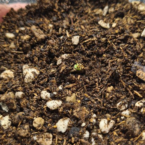 Biscotti Mintz growlog photo