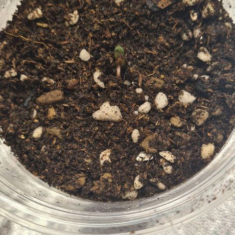 Biscotti Mintz growlog photo