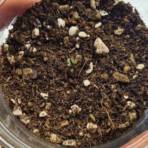 Biscotti Mintz growlog photo