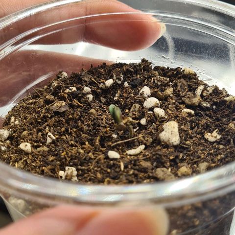 Biscotti Mintz growlog photo: 23:03