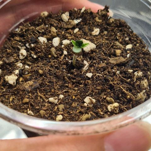 Biscotti Mintz growlog photo: 18:06