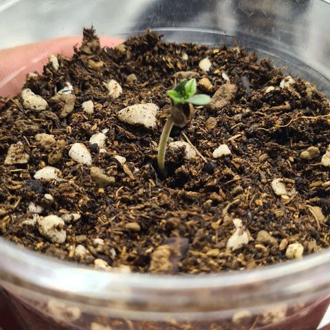 Biscotti Mintz growlog photo: 18:06