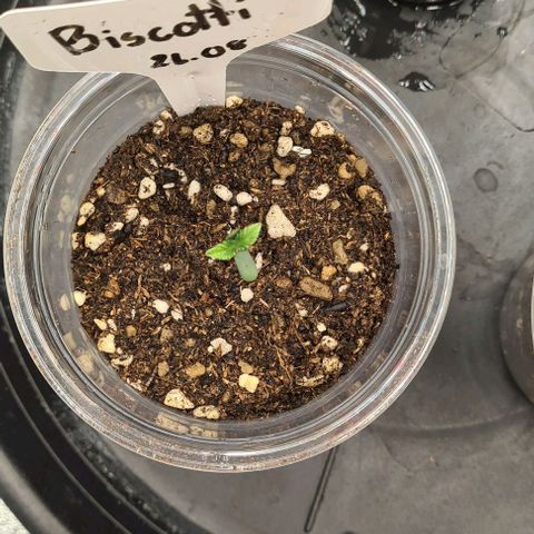 Biscotti Mintz growlog timeline photo