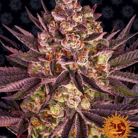 Biscotti Mintz growlog timeline photo