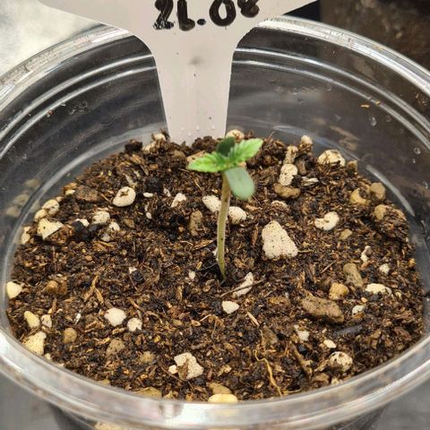 Biscotti Mintz growlog timeline photo