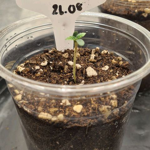 Biscotti Mintz growlog timeline photo