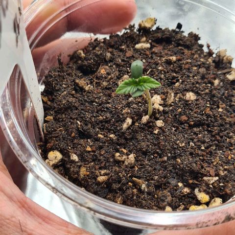Biscotti Mintz growlog timeline photo