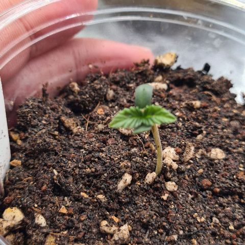 Biscotti Mintz growlog timeline photo