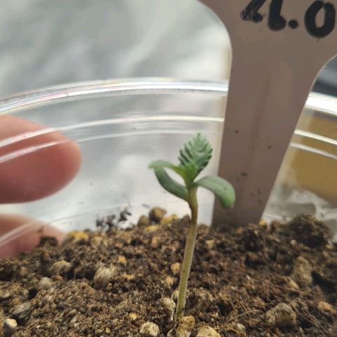 Biscotti Mintz growlog timeline photo