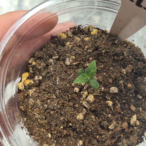 Biscotti Mintz growlog timeline photo