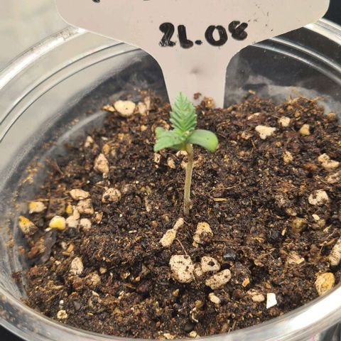Biscotti Mintz growlog photo: 22:36
