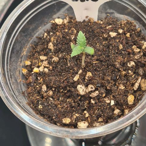 Biscotti Mintz growlog photo: 22:36