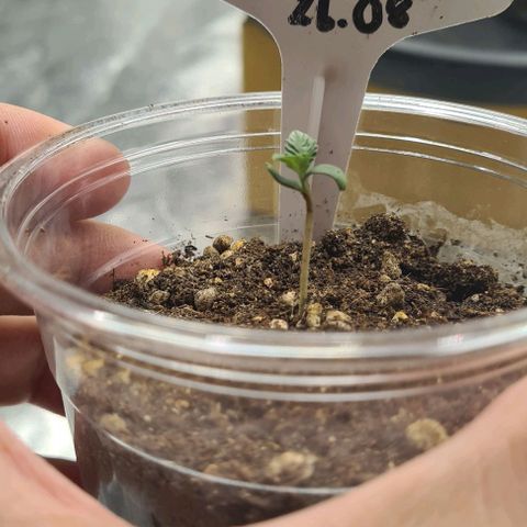 Biscotti Mintz growlog timeline photo