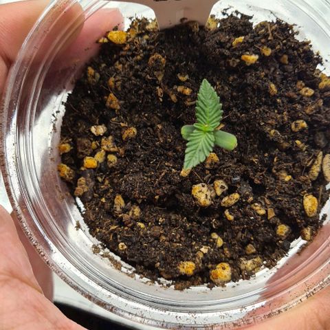 Biscotti Mintz growlog timeline photo