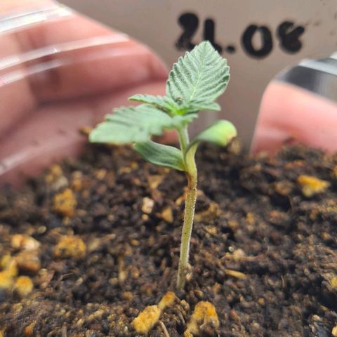 Biscotti Mintz growlog timeline photo