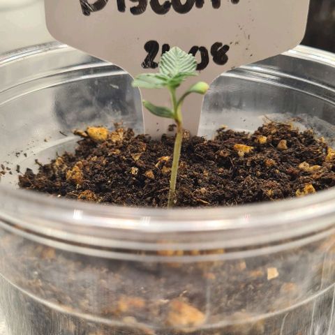 Biscotti Mintz growlog timeline photo