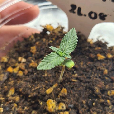Biscotti Mintz growlog timeline photo