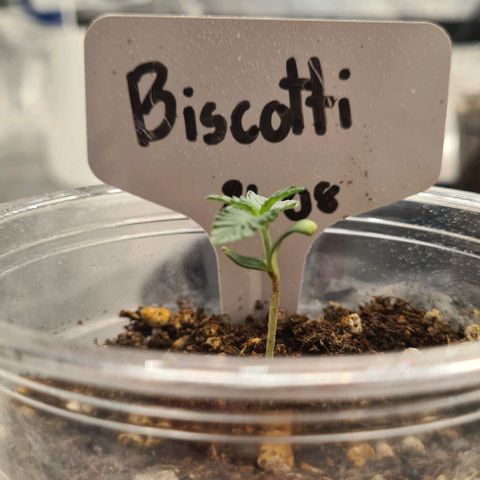 Biscotti Mintz growlog timeline photo