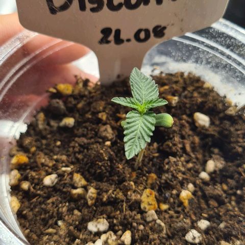 Biscotti Mintz growlog timeline photo