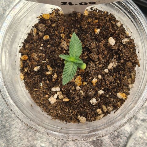 Biscotti Mintz growlog timeline photo