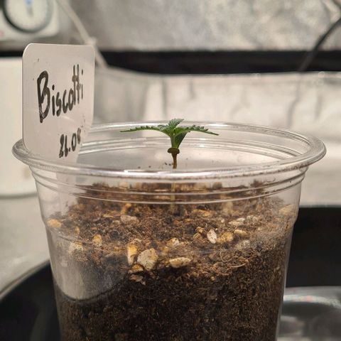Biscotti Mintz growlog photo: 19:32 before watering