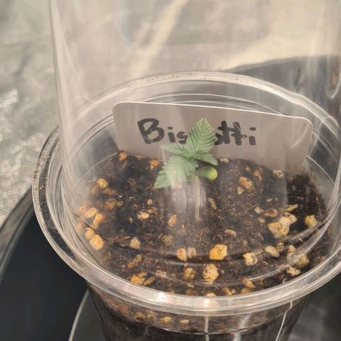 Biscotti Mintz growlog photo: 23:06