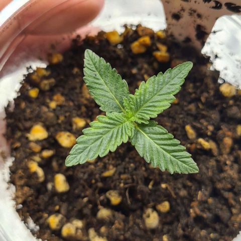 Biscotti Mintz growlog timeline photo
