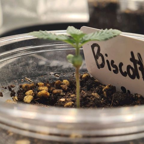 Biscotti Mintz growlog timeline photo