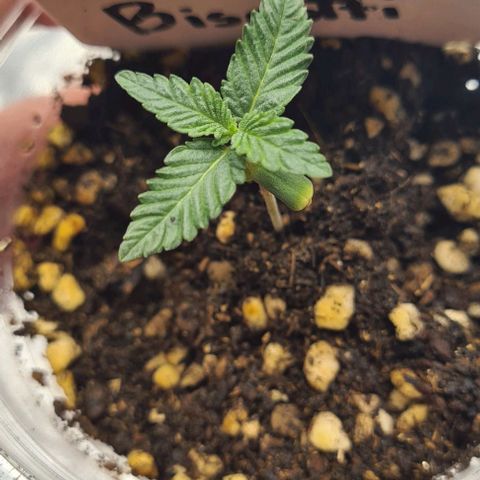 Biscotti Mintz growlog timeline photo