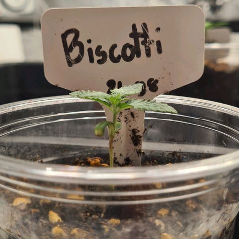 Biscotti Mintz growlog timeline photo