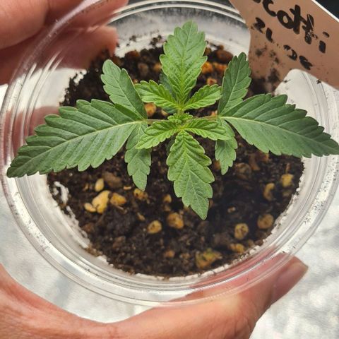Biscotti Mintz growlog timeline photo