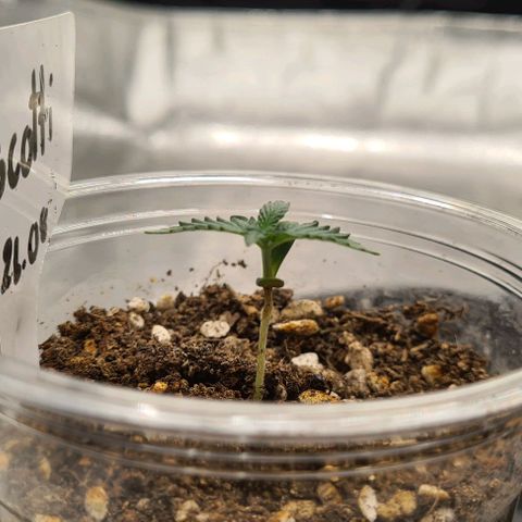 Biscotti Mintz growlog photo: 19:32 before watering