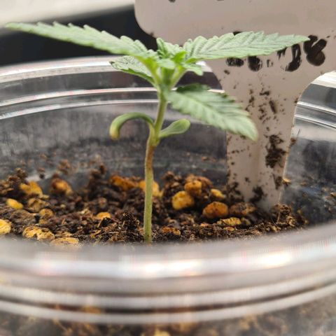 Biscotti Mintz growlog timeline photo