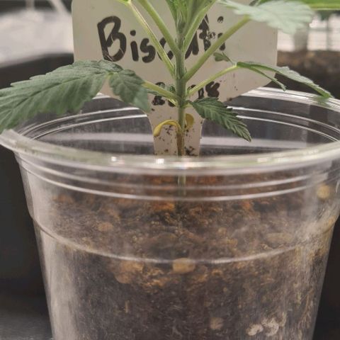 Biscotti Mintz growlog timeline photo