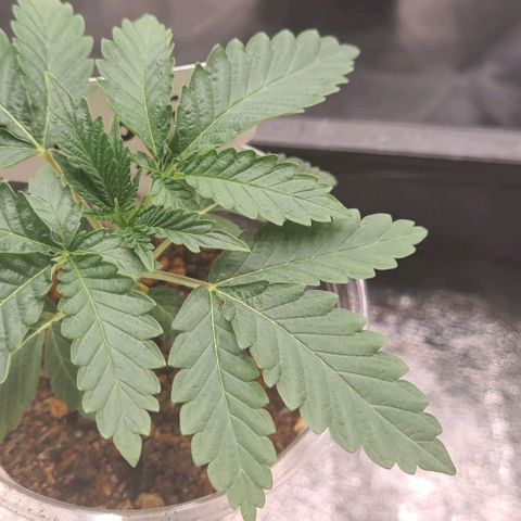 Biscotti Mintz growlog timeline photo