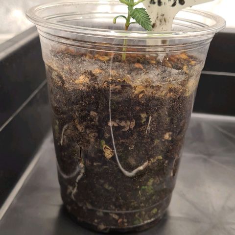 Biscotti Mintz growlog timeline photo