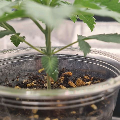 Biscotti Mintz growlog timeline photo