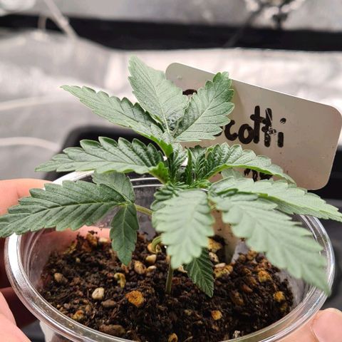 Biscotti Mintz growlog timeline photo