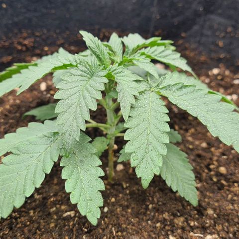 Biscotti Mintz growlog photo: Move to 5 gl. Pot