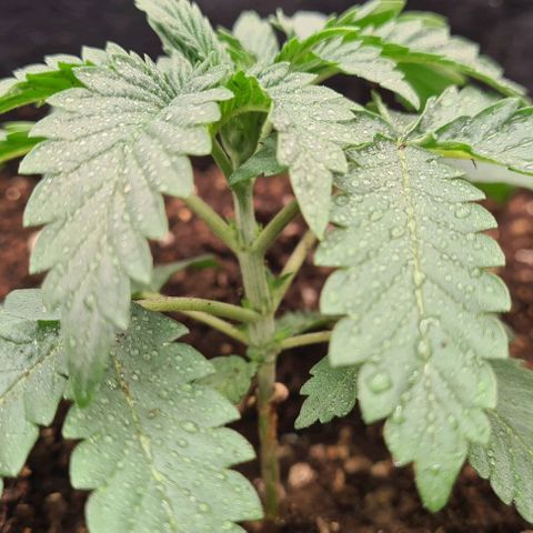Biscotti Mintz growlog photo: Move to 5 gl. Pot