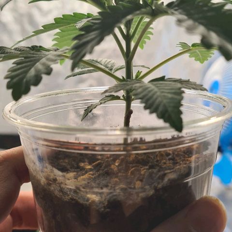 Biscotti Mintz growlog photo: Heat stress Add ac 27°c 

