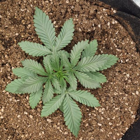 Biscotti Mintz growlog timeline photo