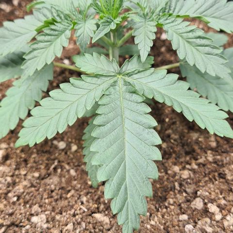Biscotti Mintz growlog timeline photo