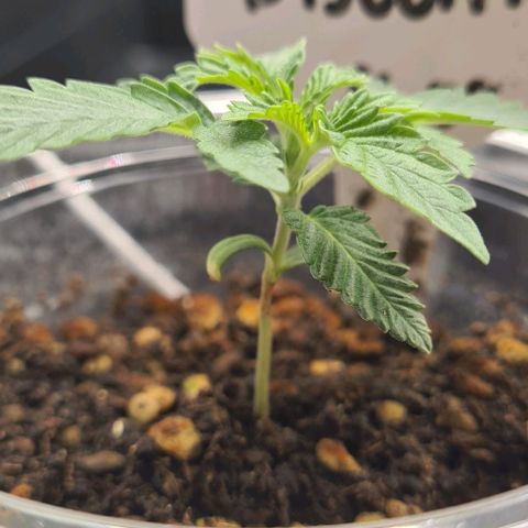 Biscotti Mintz growlog timeline photo