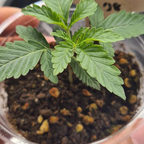 Biscotti Mintz growlog timeline photo