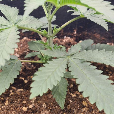 Biscotti Mintz growlog timeline photo